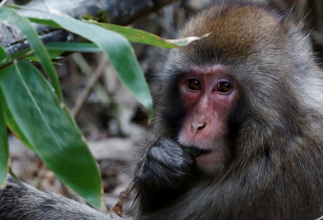 Punch the Japanese snow monkey captures hearts while kin face culls - Ảnh 4.