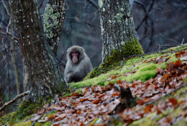 Punch the Japanese snow monkey captures hearts while kin face culls - Ảnh 2.