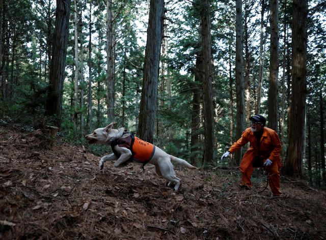 Punch the Japanese snow monkey captures hearts while kin face culls - Ảnh 7.