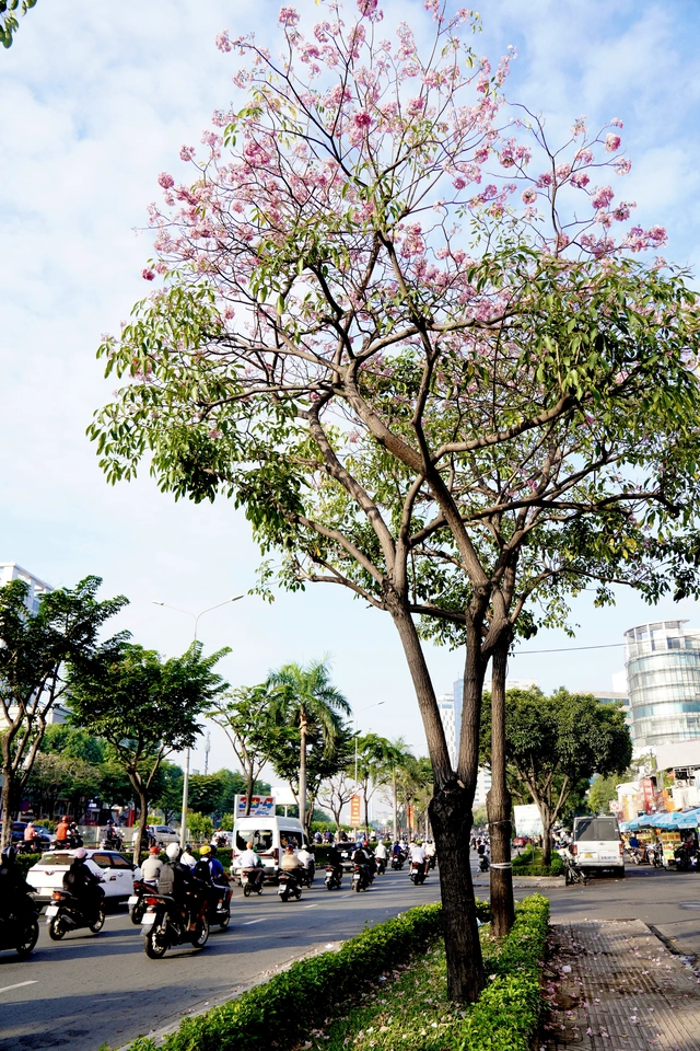 Ngắm những cung đường hoa kèn hồng rực rỡ ở TP.HCM - Ảnh 3.