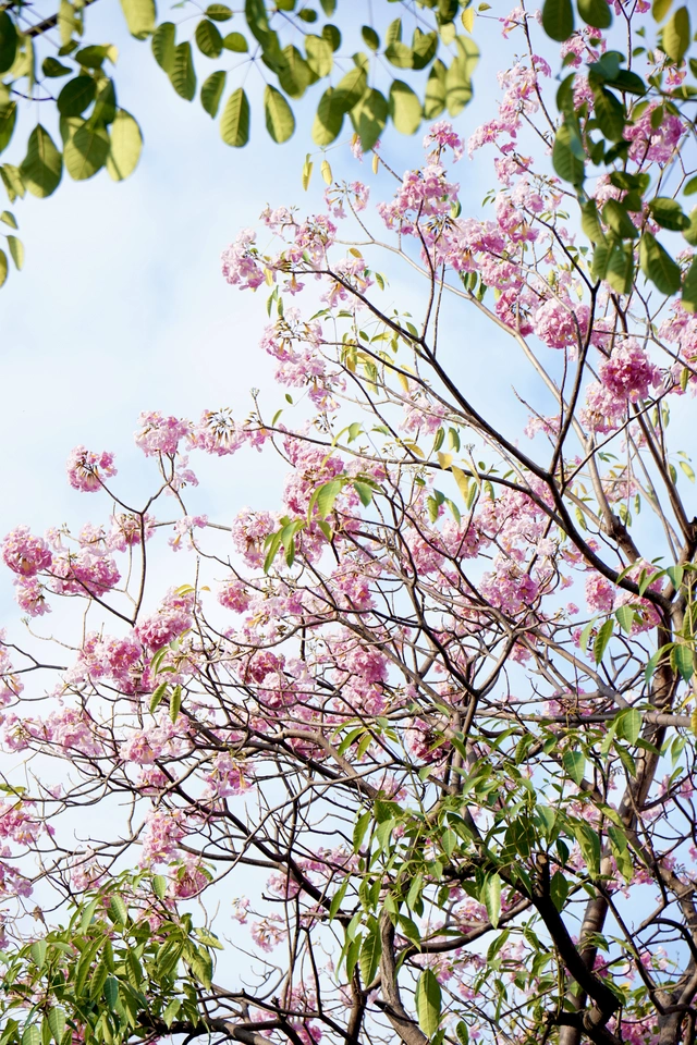 Ngắm những cung đường hoa kèn hồng rực rỡ ở TP.HCM - Ảnh 5.