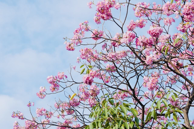 Ngắm những cung đường hoa kèn hồng rực rỡ ở TP.HCM - Ảnh 1.