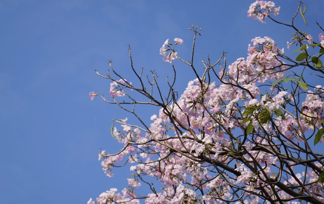 Ngắm những cung đường hoa kèn hồng rực rỡ ở TP.HCM - Ảnh 4.