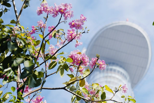 Ngắm những cung đường hoa kèn hồng rực rỡ ở TP.HCM - Ảnh 8.