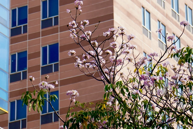 Ngắm những cung đường hoa kèn hồng rực rỡ ở TP.HCM - Ảnh 6.