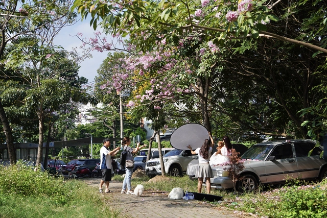 Ngắm những cung đường hoa kèn hồng rực rỡ ở TP.HCM - Ảnh 2.