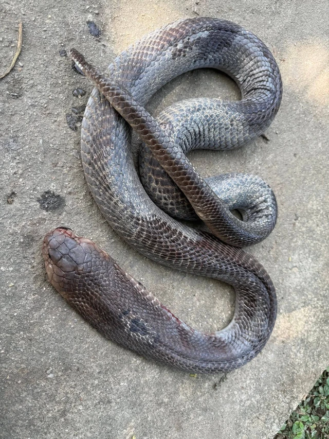 In Vietnam, elderly man bitten by cobra carries snake home before hospital treatment- Ảnh 3. In Vietnam, elderly man bitten by cobra carries snake home before hospital treatment- Ảnh 3.