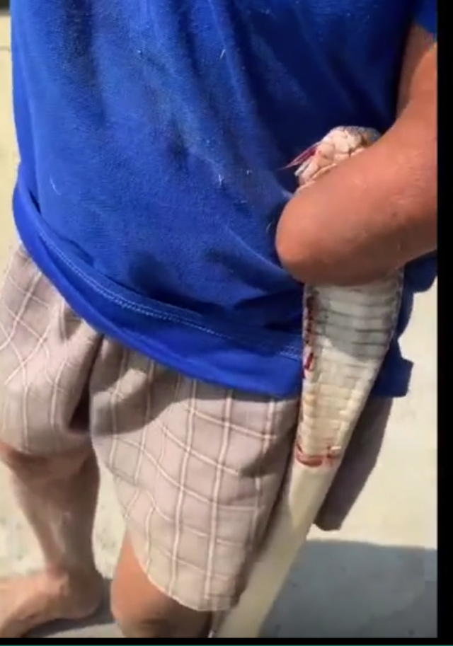 In Vietnam, elderly man bitten by cobra carries snake home before hospital treatment- Ảnh 2. In Vietnam, elderly man bitten by cobra carries snake home before hospital treatment- Ảnh 2.