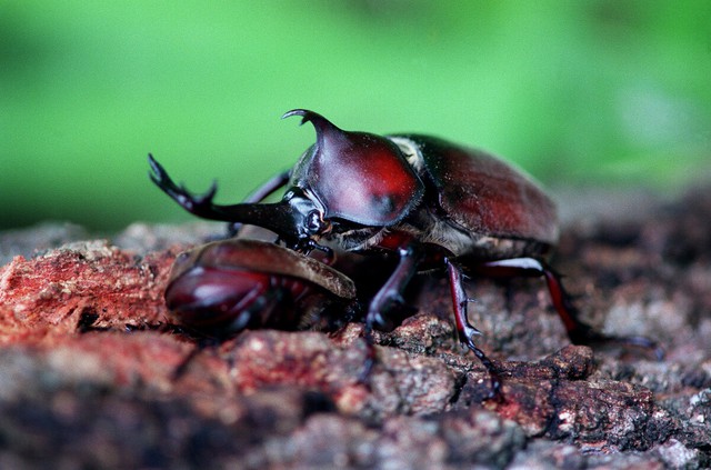 Most female rhinoceros beetles mate only once in lifetime: study- Ảnh 1.