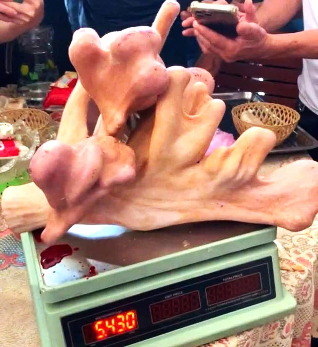 Farmed deer in north-central Vietnam yields record 5.43-kg velvet antlers - Ảnh 2.