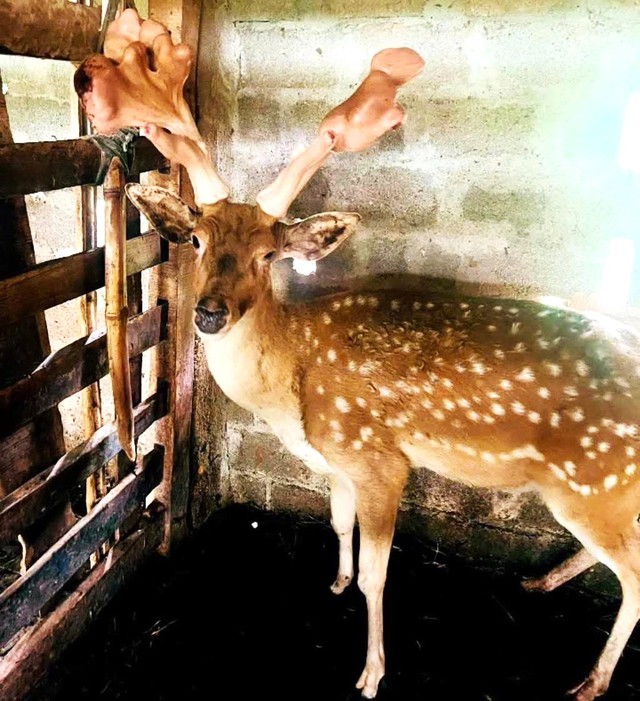 Farmed deer in north-central Vietnam yields record 5.43-kg velvet antlers - Ảnh 1.