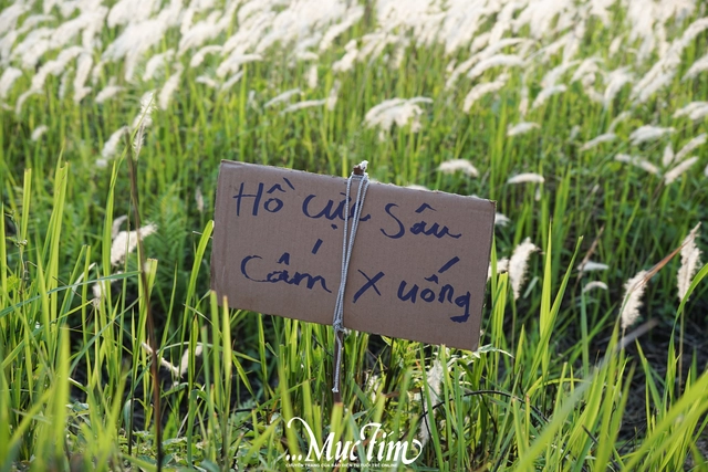 Đường đến cánh đồng cỏ tranh thơ mộng giữa làng đại học TP.HCM - Ảnh 4.