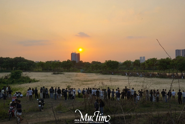 Đường đến cánh đồng cỏ tranh thơ mộng giữa làng đại học TP.HCM - Ảnh 9.