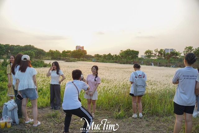 Đường đến cánh đồng cỏ tranh thơ mộng giữa làng đại học TP.HCM - Ảnh 6.