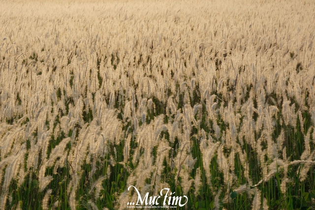 Đường đến cánh đồng cỏ tranh thơ mộng giữa làng đại học TP.HCM - Ảnh 3.