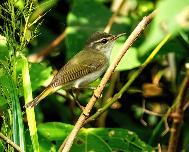 New bird species found in Japan for 1st time in 45 years- Ảnh 1.