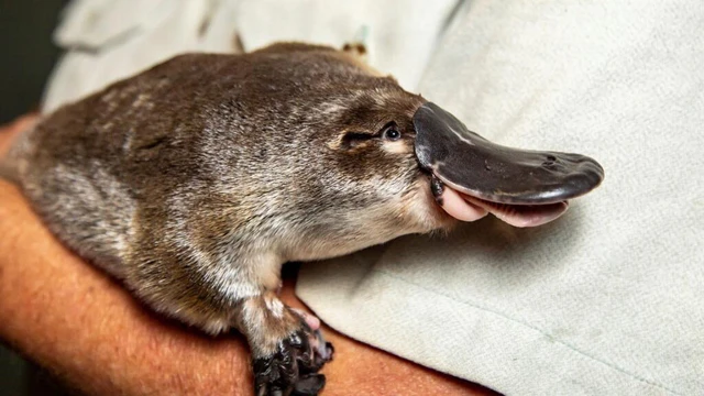 The platypus is even weirder than thought, scientists discover- Ảnh 1.