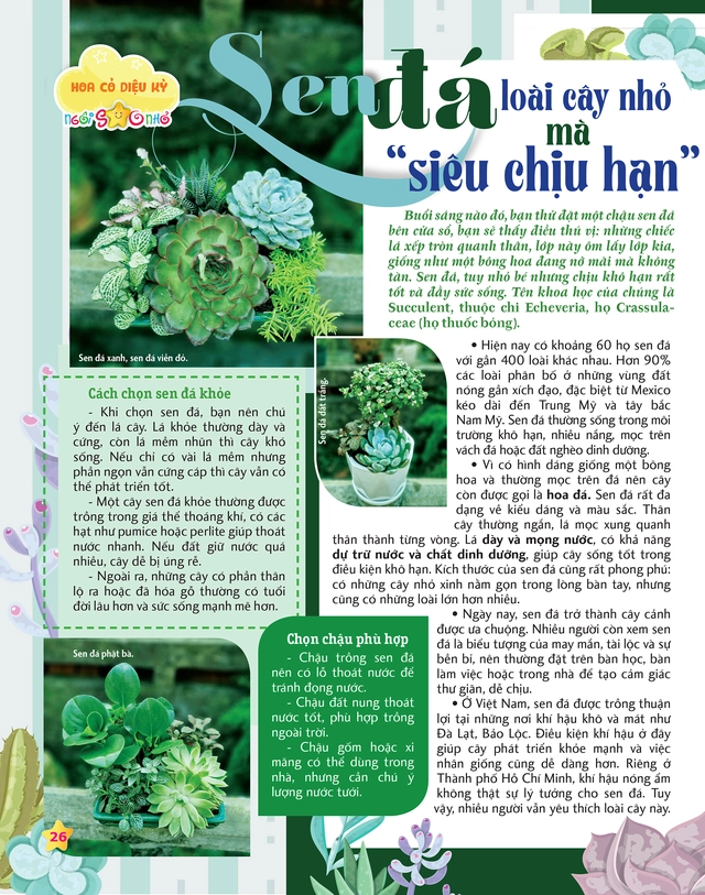 Mời các bạn đón đọc Ngôi Sao Nhỏ số 2, phát hành ngày 24-3-2026: Khám phá “hoàng tử lông vũ” - Ảnh 2.