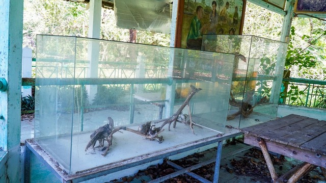 Century-old bird sanctuary in Vietnam’s Ca Mau shows alarming signs of decay - Ảnh 2.