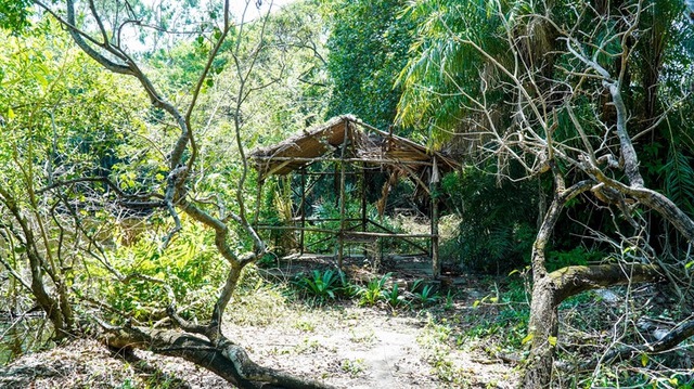 Century-old bird sanctuary in Vietnam’s Ca Mau shows alarming signs of decay - Ảnh 4.