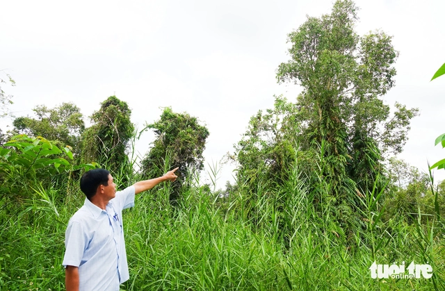 Vietnam’s U Minh Thuong forest regenerates decades after 2002 fire - Ảnh 1. Vietnam’s U Minh Thuong forest regenerates decades after 2002 fire - Ảnh 1.
