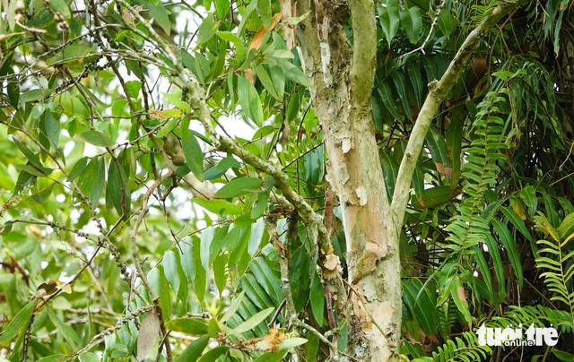 Vietnam’s U Minh Thuong forest regenerates decades after 2002 fire - Ảnh 2. Vietnam’s U Minh Thuong forest regenerates decades after 2002 fire - Ảnh 2.