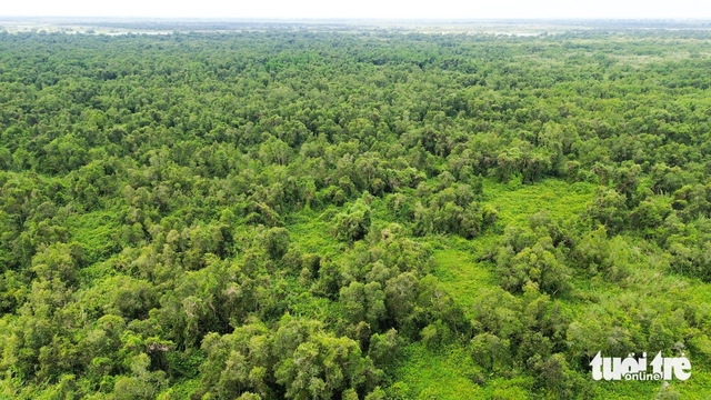 Vietnam’s U Minh Thuong forest regenerates decades after 2002 fire - Ảnh 5. Vietnam’s U Minh Thuong forest regenerates decades after 2002 fire - Ảnh 5.