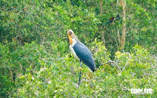 Vietnam’s U Minh Thuong forest regenerates decades after 2002 fire - Ảnh 6. Vietnam’s U Minh Thuong forest regenerates decades after 2002 fire - Ảnh 6.