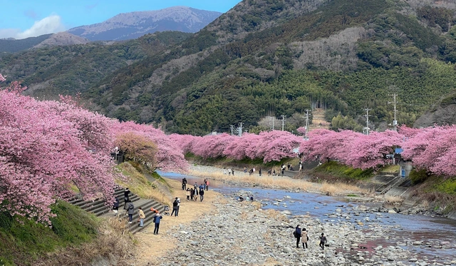 Vietnamese demand for Japan cherry blossom tours stays strong - Ảnh 1.