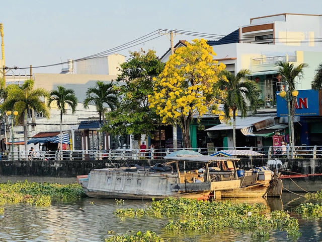 Ngắm con đường hoa kèn vàng siêu hot ở Cần Thơ - Ảnh 3.