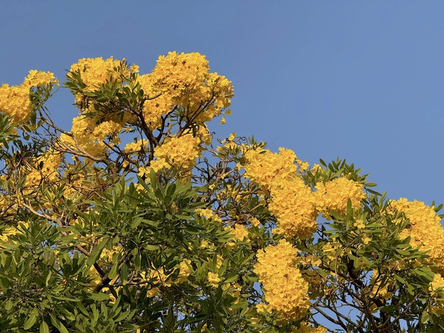 Ngắm con đường hoa kèn vàng siêu hot ở Cần Thơ - Ảnh 1.