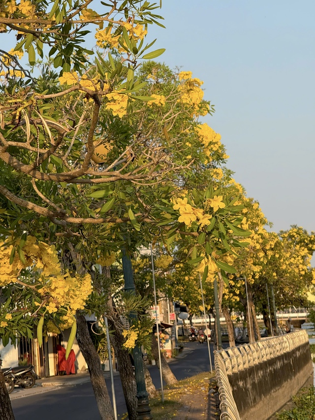 Ngắm con đường hoa kèn vàng siêu hot ở Cần Thơ - Ảnh 2.