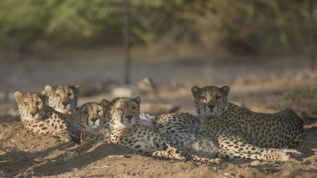 Somaliland centre saves cheetahs from trafficking to Gulf palaces - Ảnh 1.