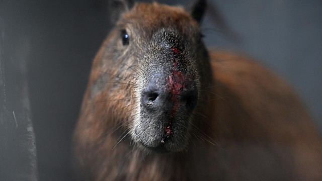 Eight people arrested in Brazil for 'brutal' attack on capybara- Ảnh 1.