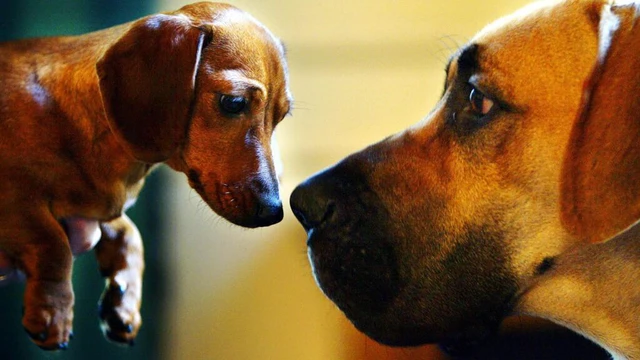 Ancient dog DNA suggests 16,000-year history as man's best friend- Ảnh 1. Ancient dog DNA suggests 16,000-year history as man's best friend- Ảnh 1.