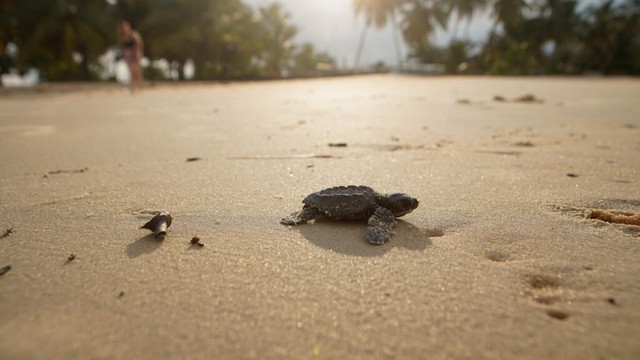 Gabon battles for baby sea turtles' survival- Ảnh 1.