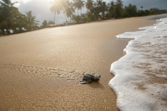 Gabon battles for baby sea turtles' survival- Ảnh 4.