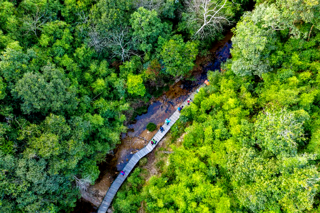 Vietnam to secure over $71mn for forest emissions reduction efforts - Ảnh 1.