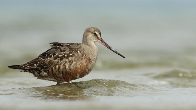 Forty new migratory species win international protection: UN body - Ảnh 1. Forty new migratory species win international protection: UN body - Ảnh 1.