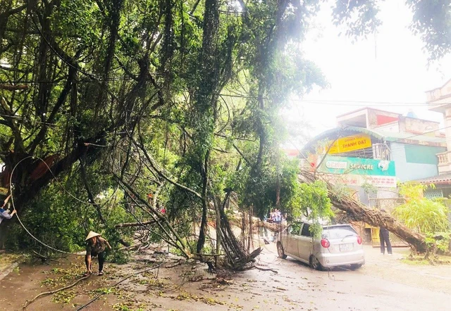 Thunderstorms topple trees, injure worker, damage vehicles in northern Vietnam - Ảnh 7.