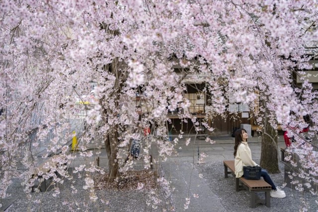 Japan's cherry blossom season dazzles locals and tourists- Ảnh 1.