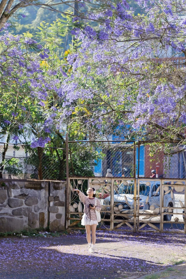 Đến phố núi Đà Lạt tận hưởng sự lãng mạn, bình yên mùa phượng tím - Ảnh 4.