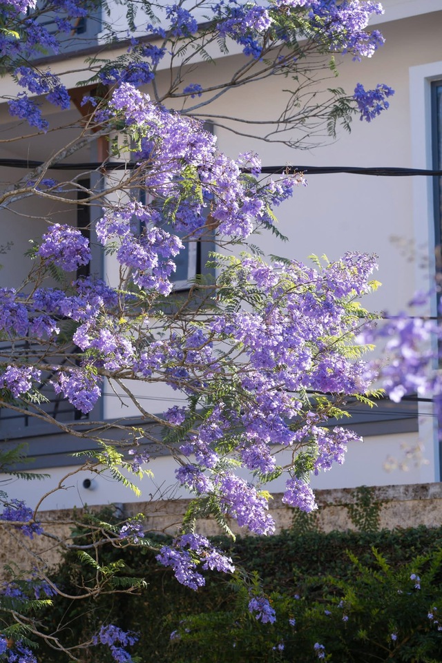 Đến phố núi Đà Lạt tận hưởng sự lãng mạn, bình yên mùa phượng tím - Ảnh 1.