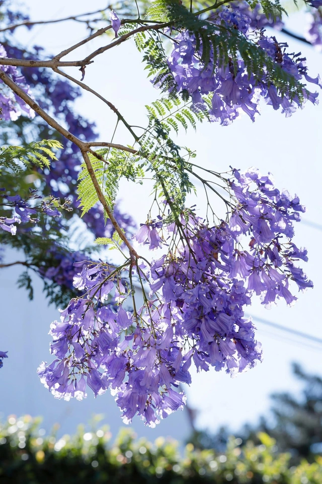 Đến phố núi Đà Lạt tận hưởng sự lãng mạn, bình yên mùa phượng tím - Ảnh 2.