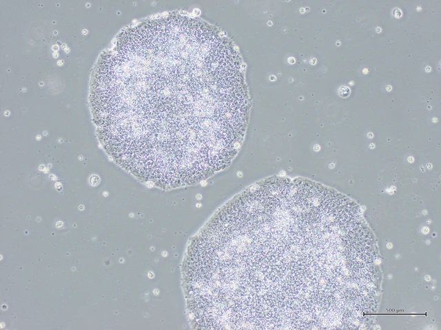 Japan oks world's 1st iPS cell treatments- Ảnh 1.