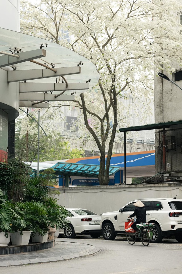 Ngẩn ngơ trước vẻ đẹp tinh khôi của mùa hoa sưa Hà Nộ - Ảnh 3.