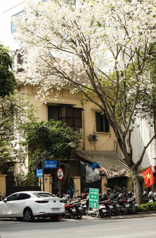 Ngẩn ngơ trước vẻ đẹp tinh khôi của mùa hoa sưa Hà Nộ - Ảnh 2.