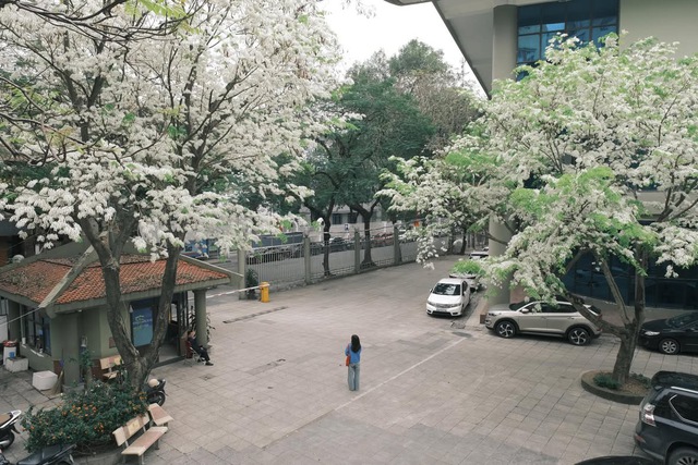 Ngẩn ngơ trước vẻ đẹp tinh khôi của mùa hoa sưa Hà Nộ - Ảnh 1.