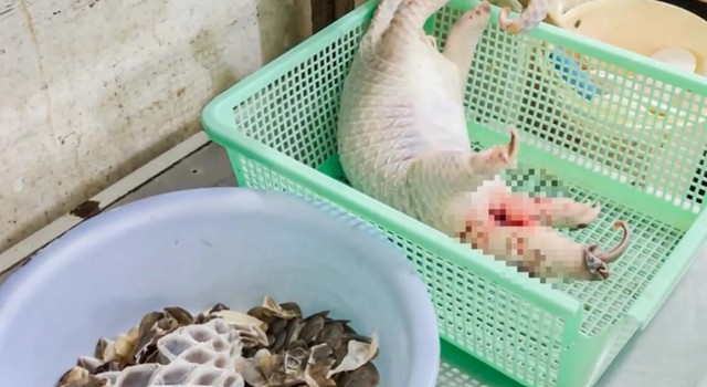Vietnam’s Khanh Hoa police arrest Chinese national in pangolin slaughter case at restaurant - Ảnh 1.