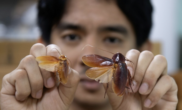 Philippines' 'Cockroach Lord' goes to bat for misunderstood bugs- Ảnh 1.
